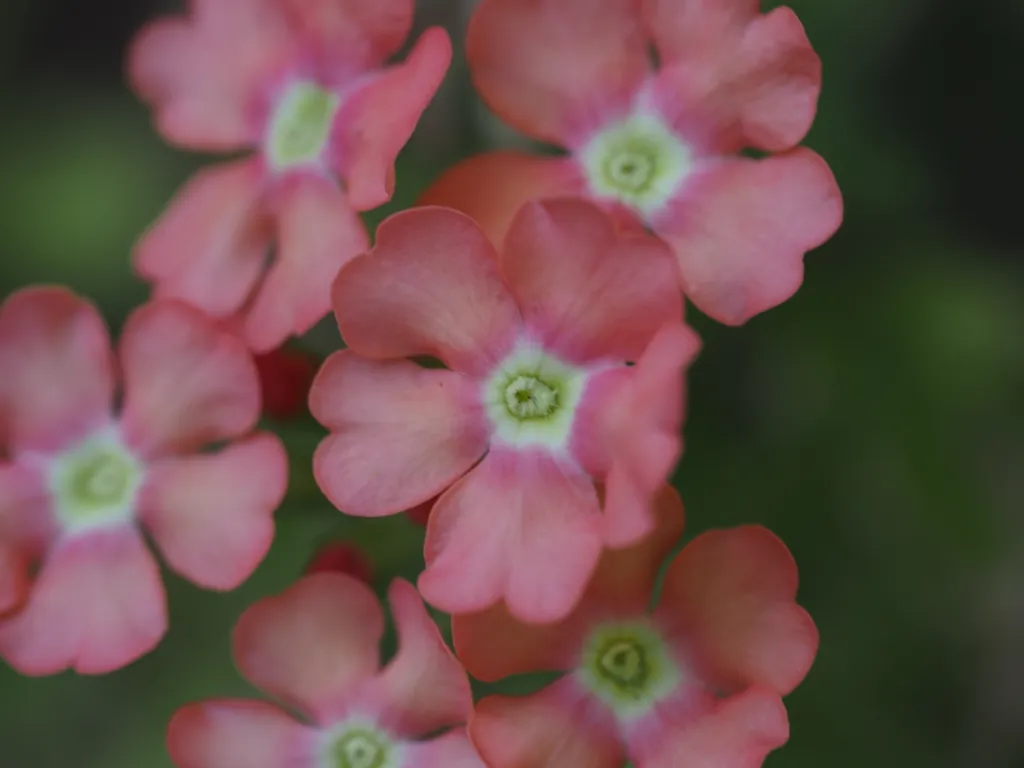 small flowers