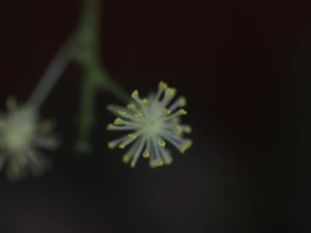 tiny yellow flowers