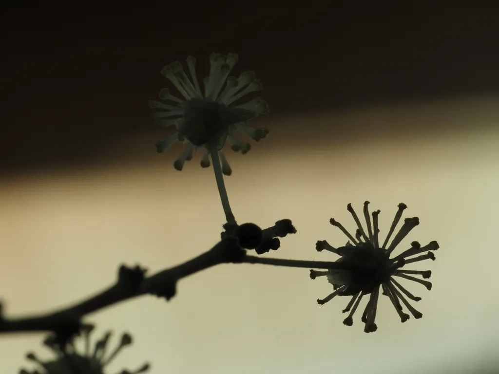 a tiny yellow flower