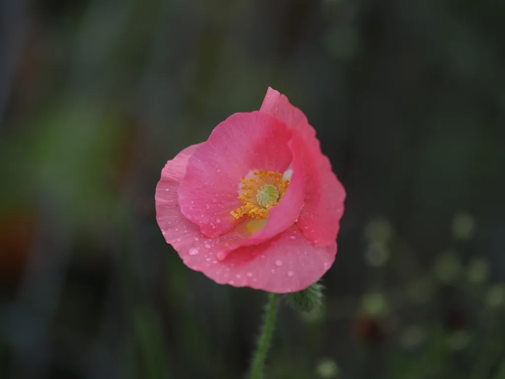 a pink flower covered in water droplets