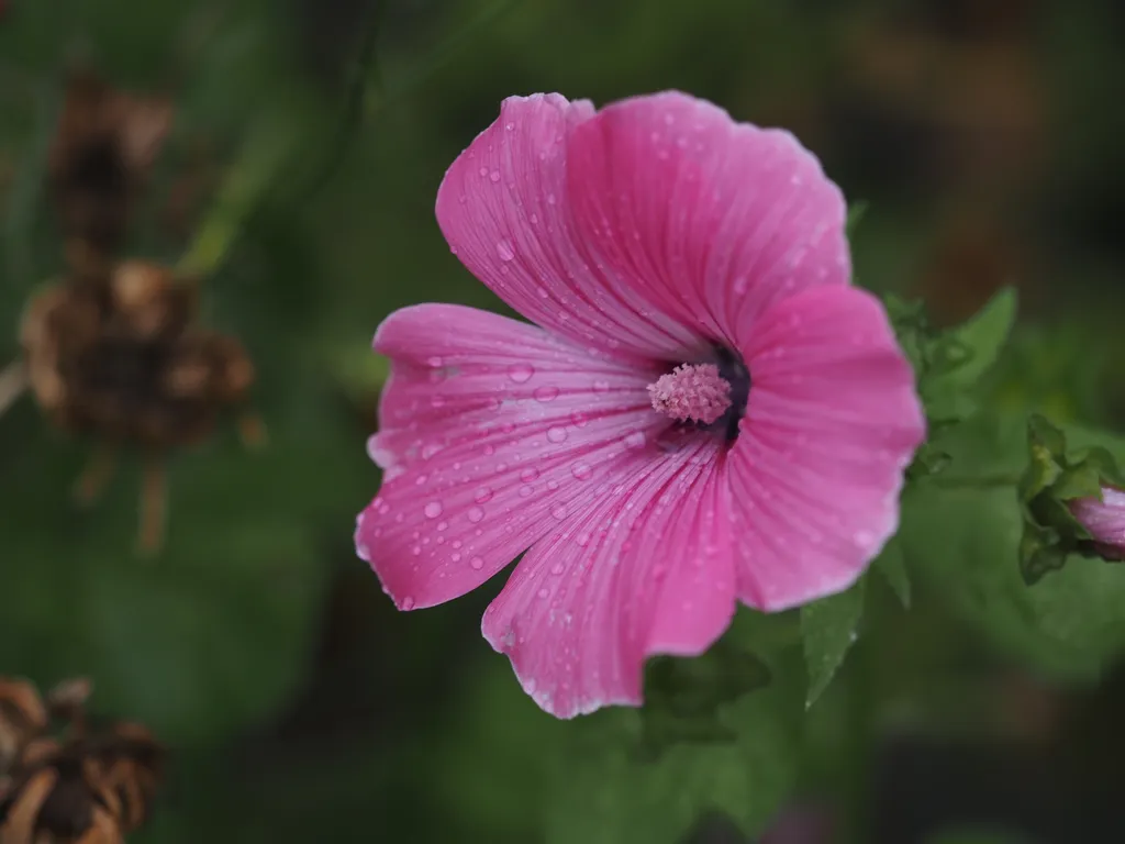 a pink flower covered in water droplets