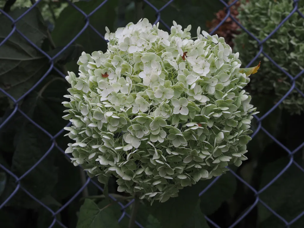 a flower growing through a fence