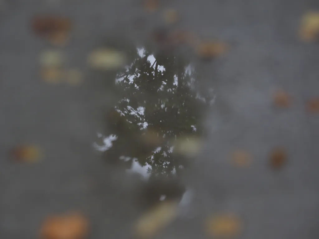 a tree reflected in a puddle on a sidewalk