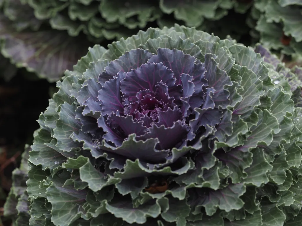 purple and green leaves