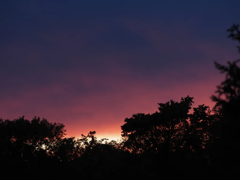 the sun setting behind trees