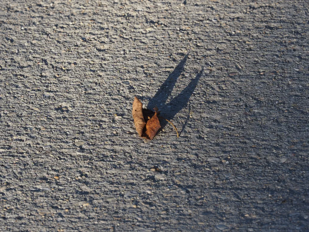 a leaf casting a long shadow on a sidewalk