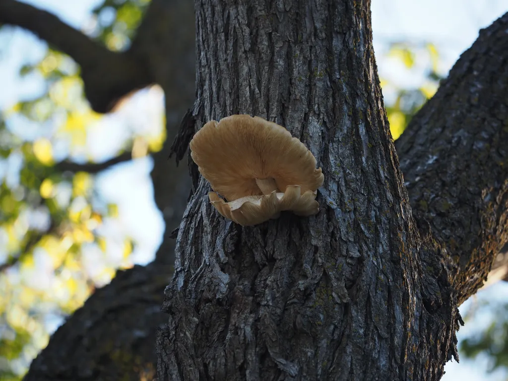 mushrooms growing on a tree