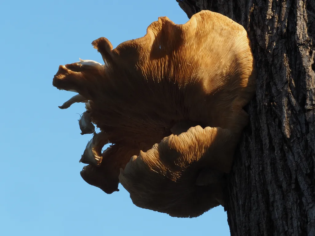 mushrooms growing on a tree