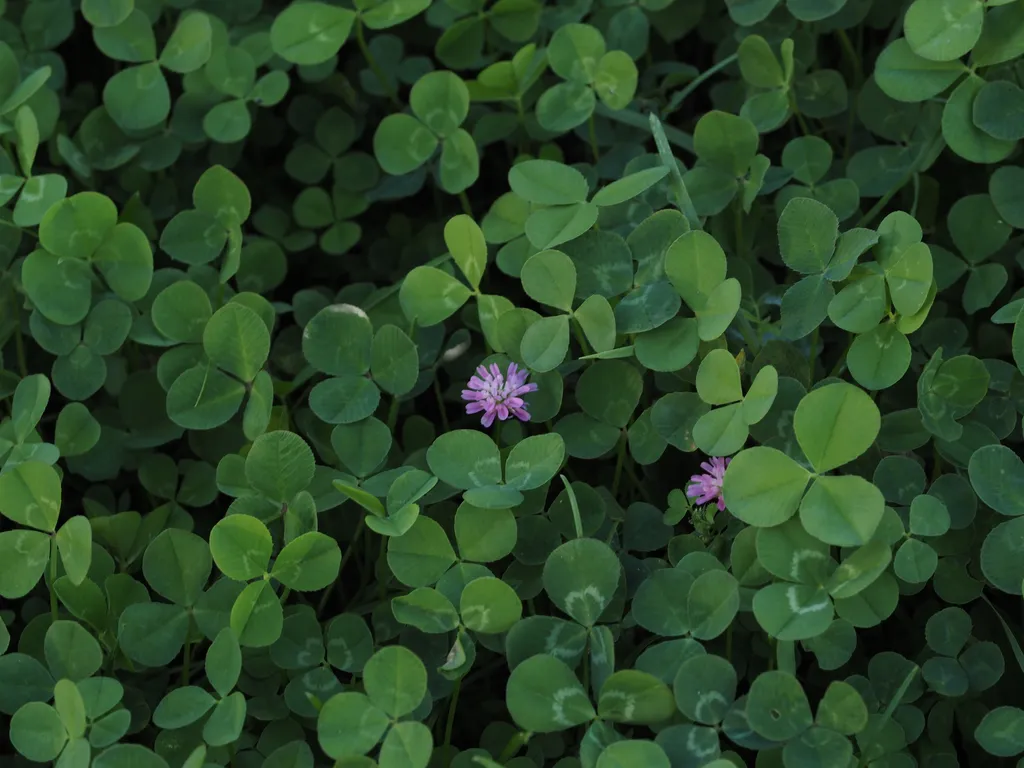 pink flowering clover