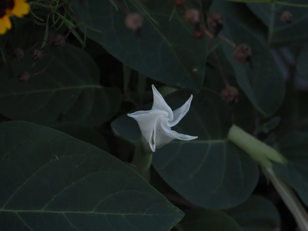 a white flower beginning to open