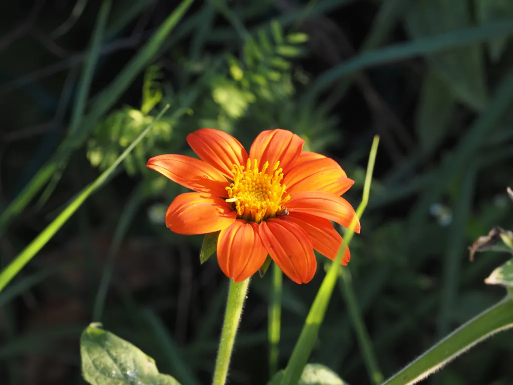 a bright orange flower