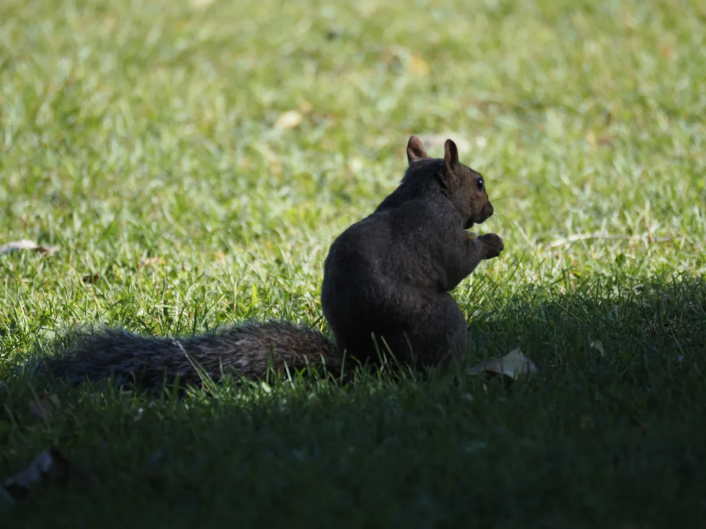 a squirrel eating