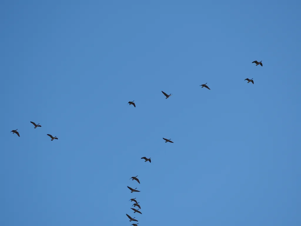 geese flying in a clear sky