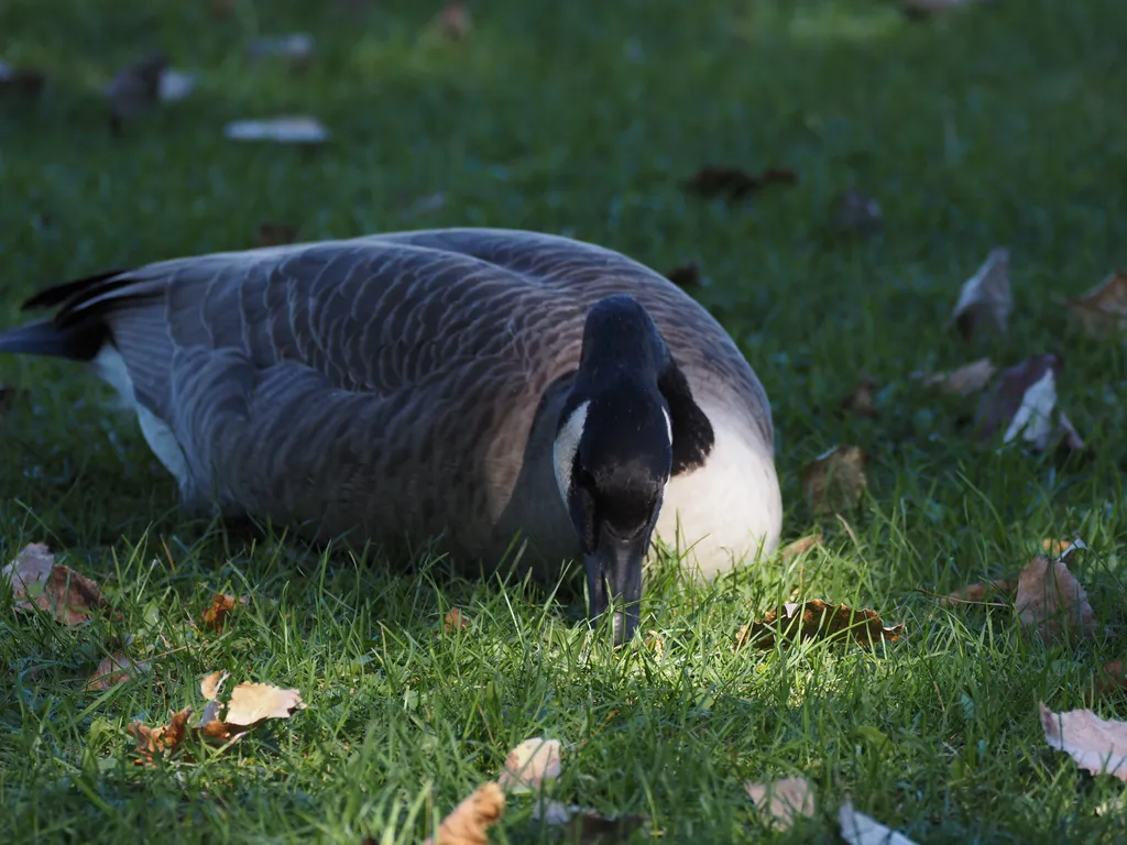 a goose in a field