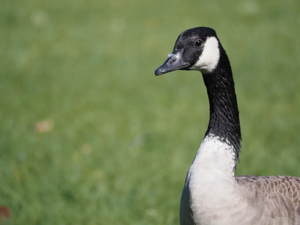 a goose in a field