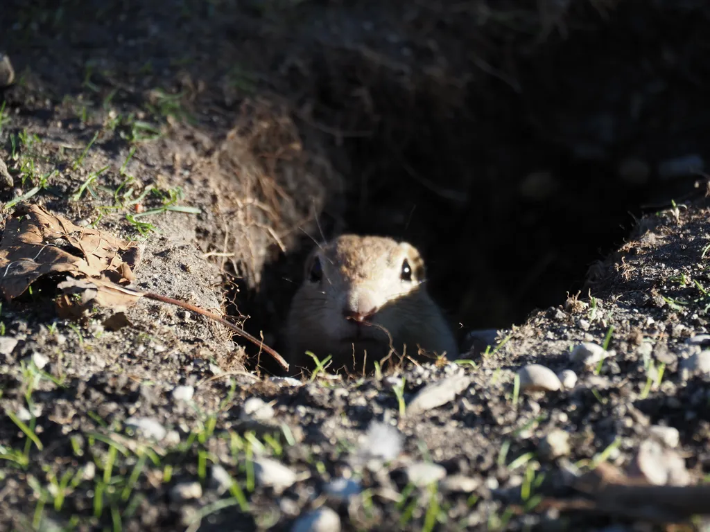 a ground squirrel poking their head out their burrow