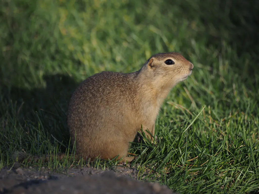 a ground squirrel by their hole