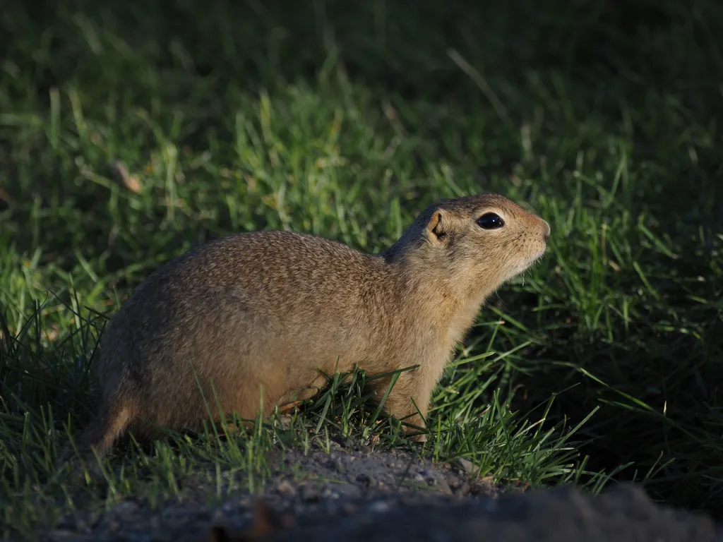 a ground squirrel by their hole