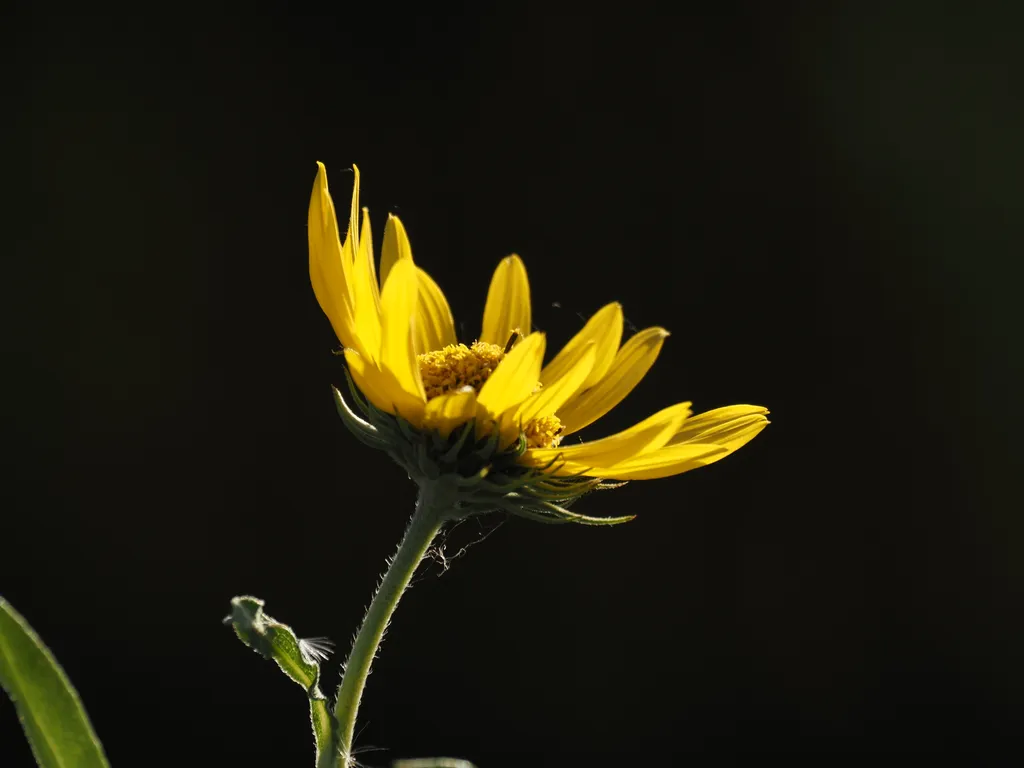 a yellow flower in the sun