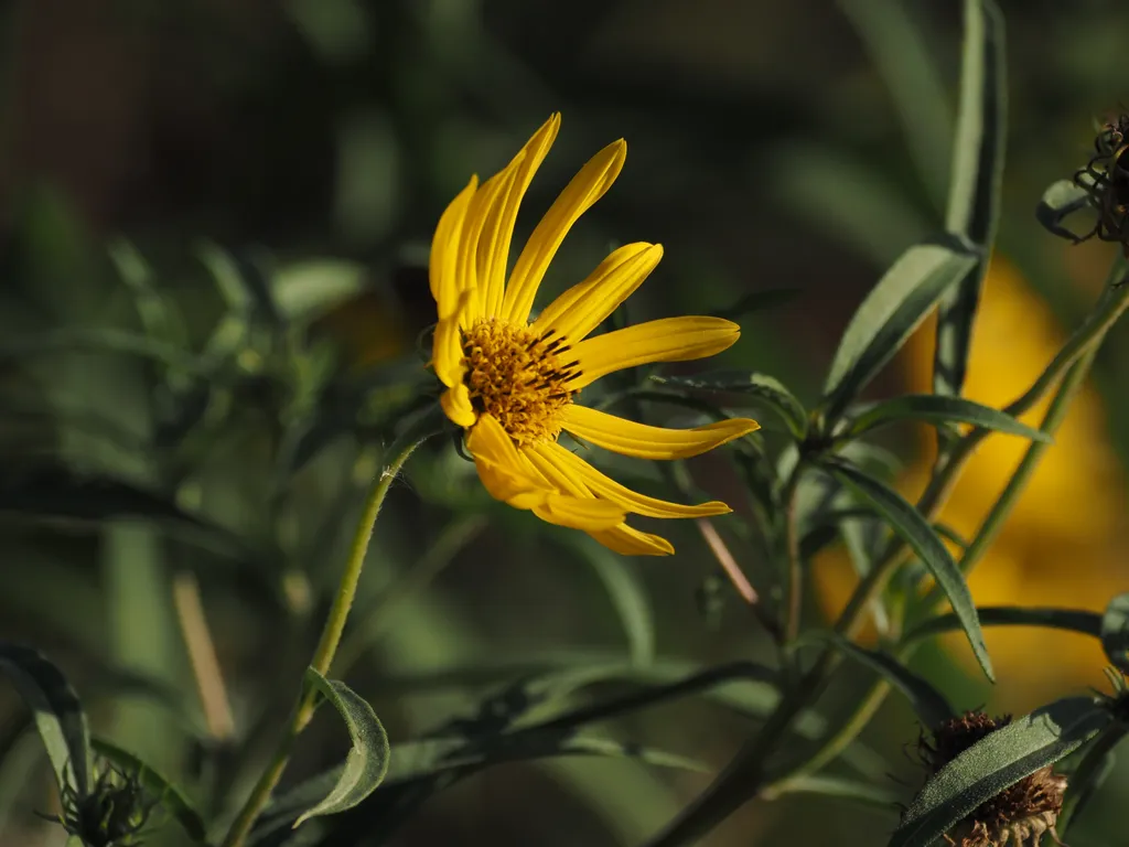 a yellow flower in the sun