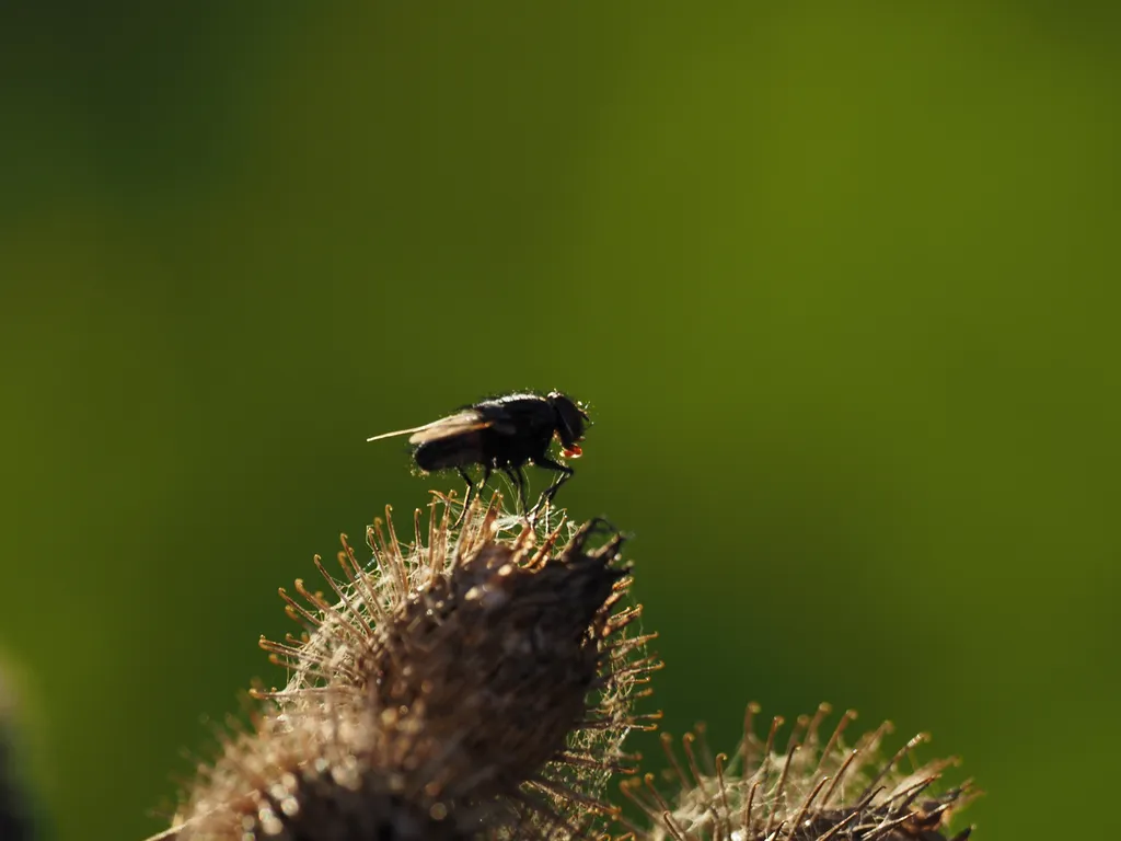 a fly on a bardock bur