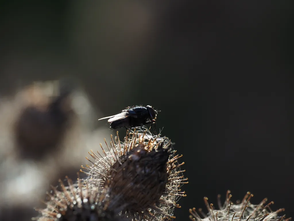 a fly on a bardock bur