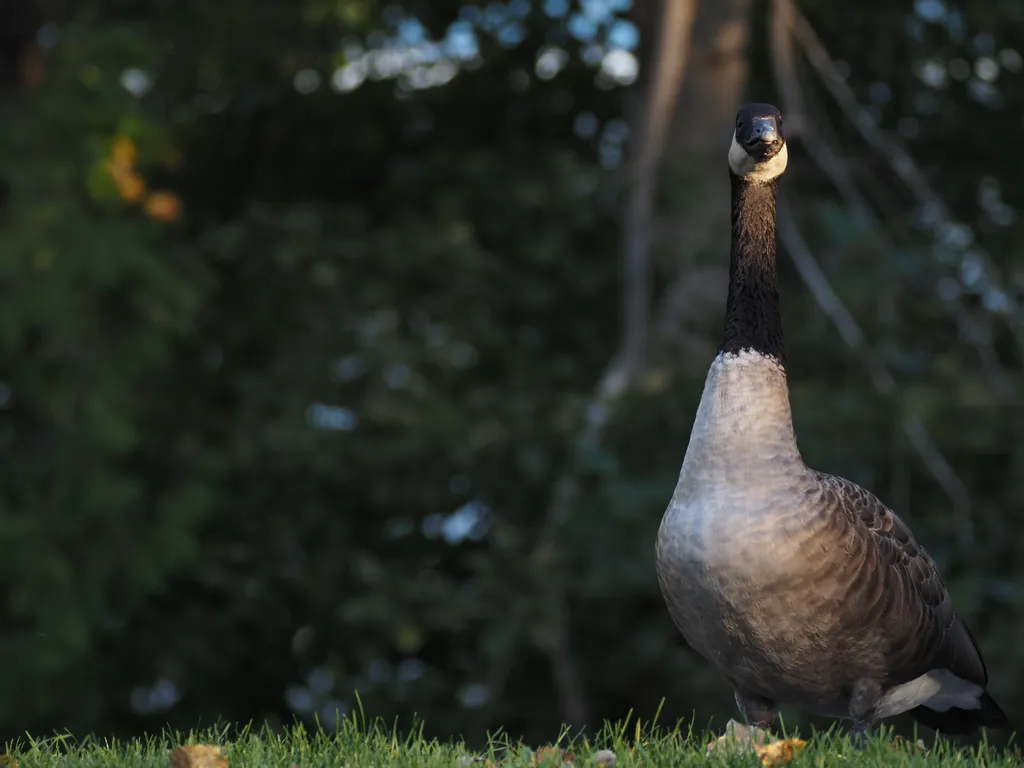 a goose looking down on the camera