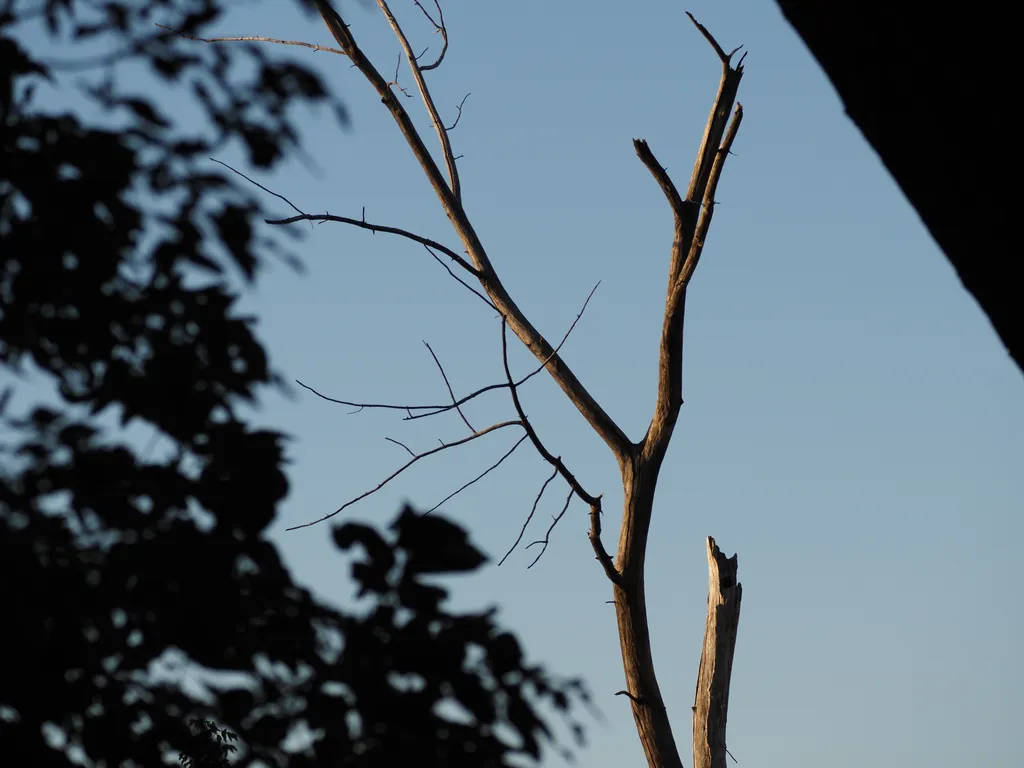 a dead tree towering above leaves