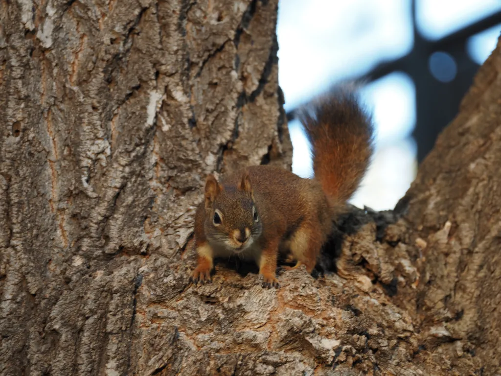 a squirrel in a tree