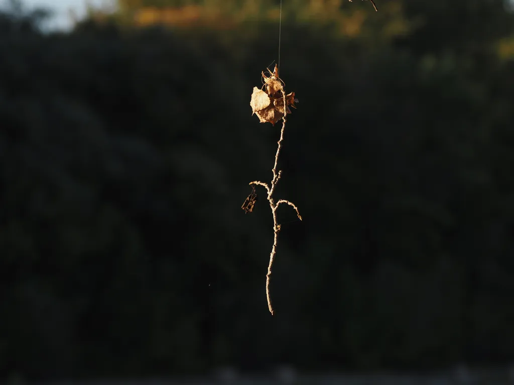 a branch hanging from a fishing line