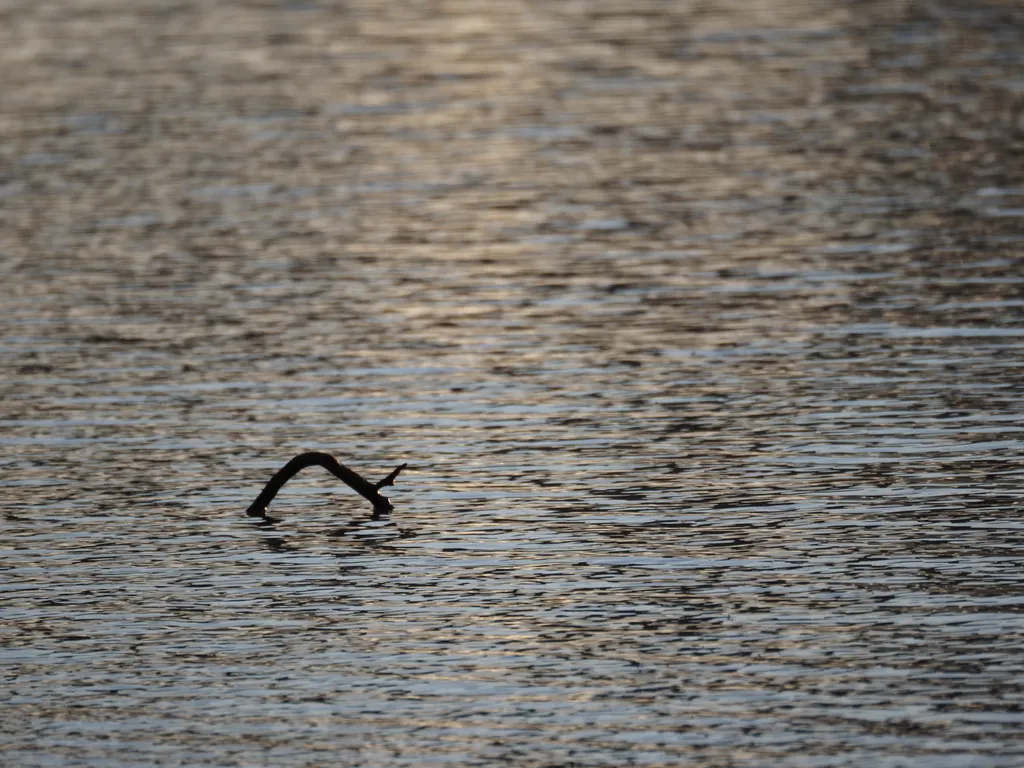 a branch sticking out of a river