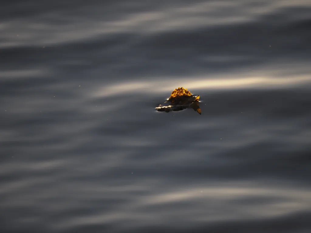 a leaf floating in a river