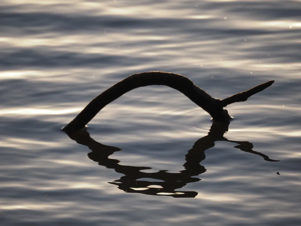 a branch sticking out of a river and reflecting on it