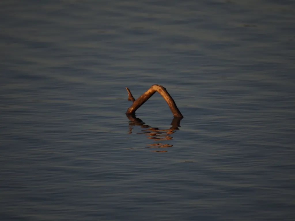 a branch sticking out of a river and reflecting on it