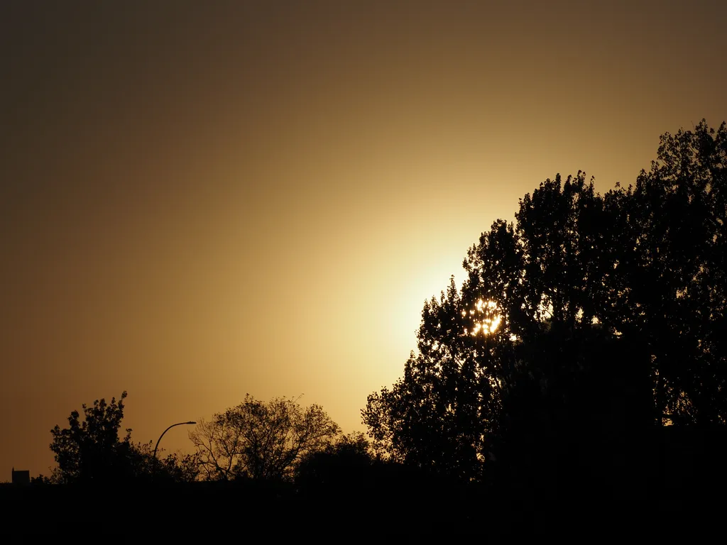 the sun setting behind trees