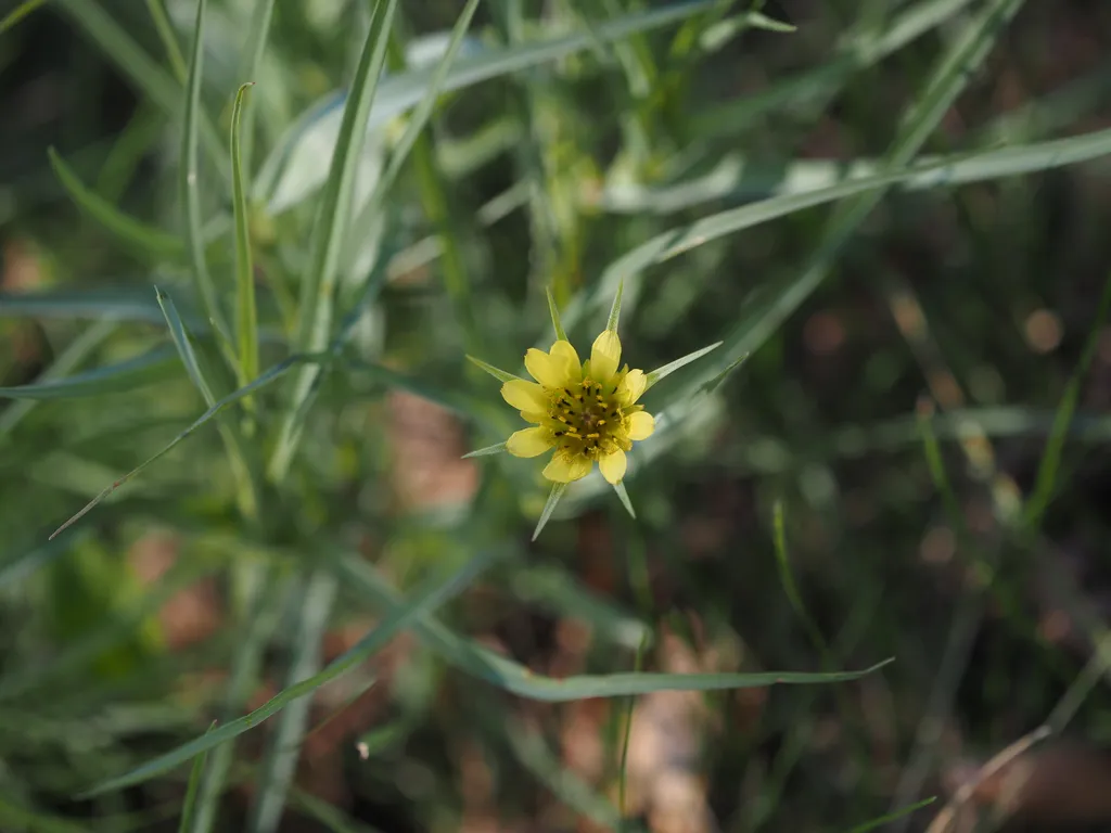 a yellow flower beginning to open