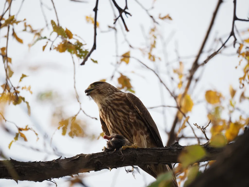 a hawk eating a bird in a tree