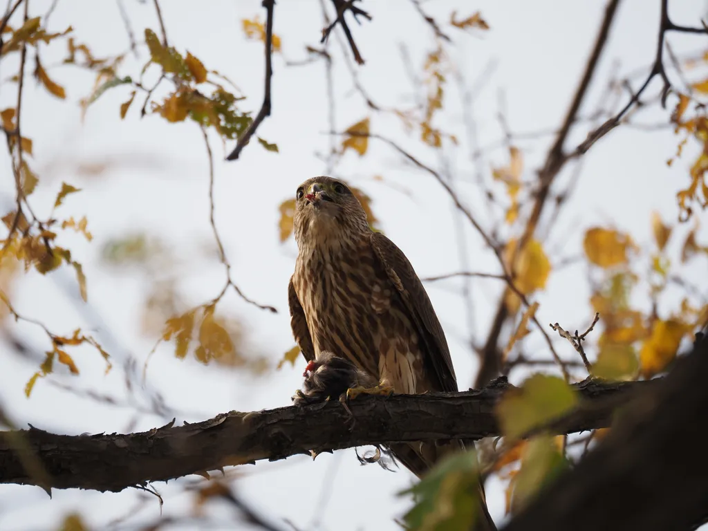 a hawk eating a bird in a tree