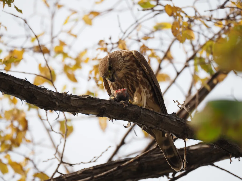 a hawk eating a bird in a tree