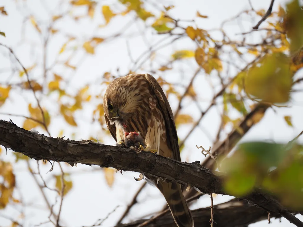 a hawk eating a bird in a tree