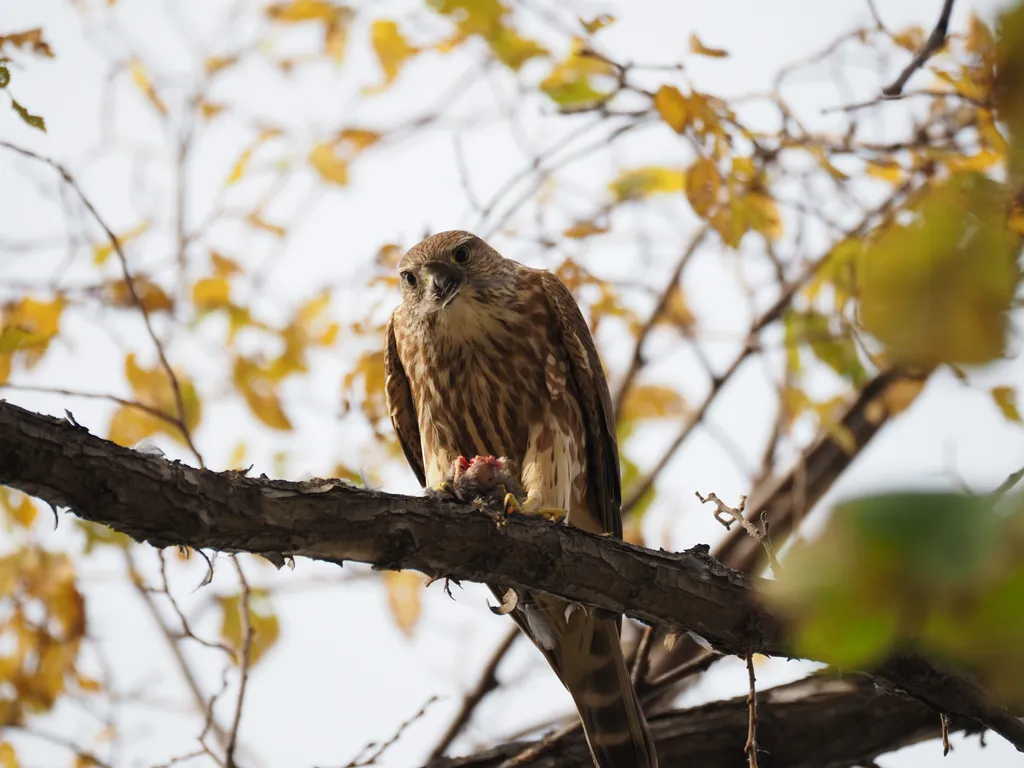 a hawk eating a bird in a tree