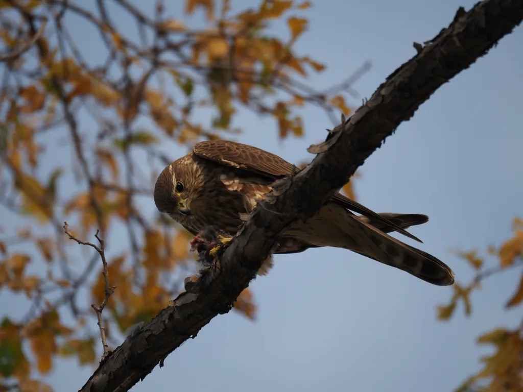 a hawk eating a bird in a tree