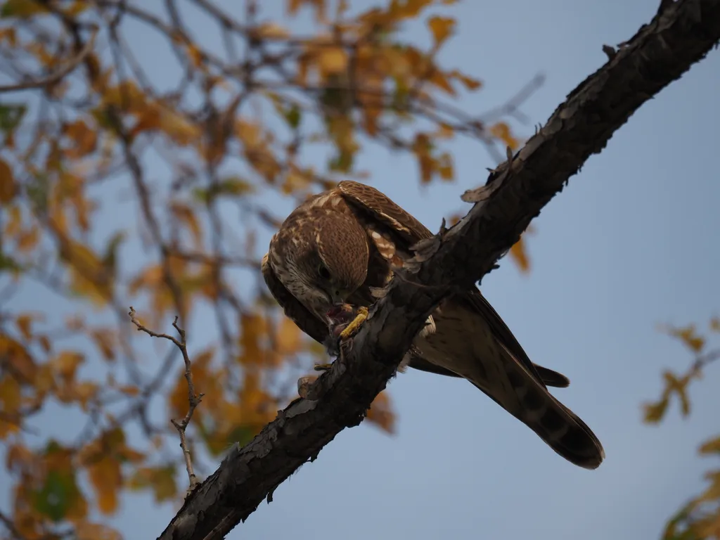 a hawk eating a bird in a tree