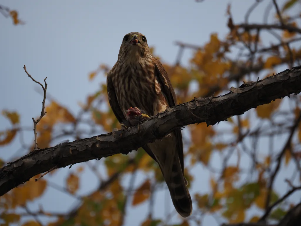 a hawk eating a bird in a tree