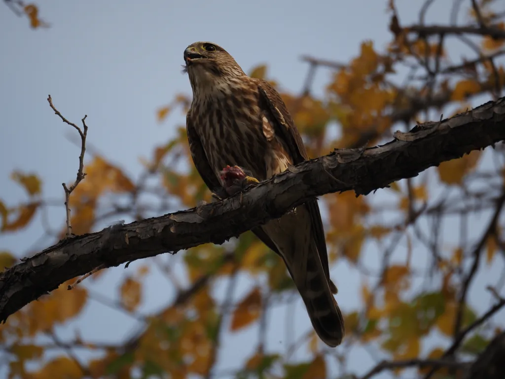 a hawk eating a bird in a tree