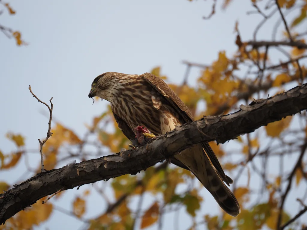 a hawk eating a bird in a tree