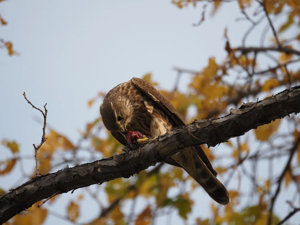 a hawk eating a bird in a tree