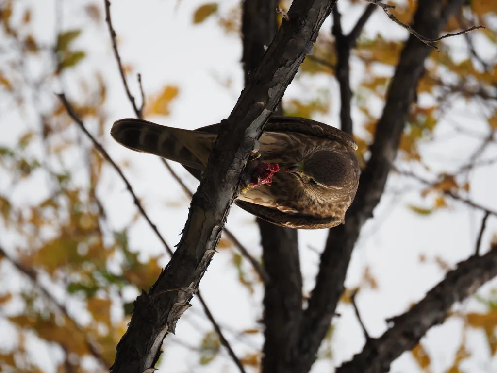 a hawk eating a bird in a tree