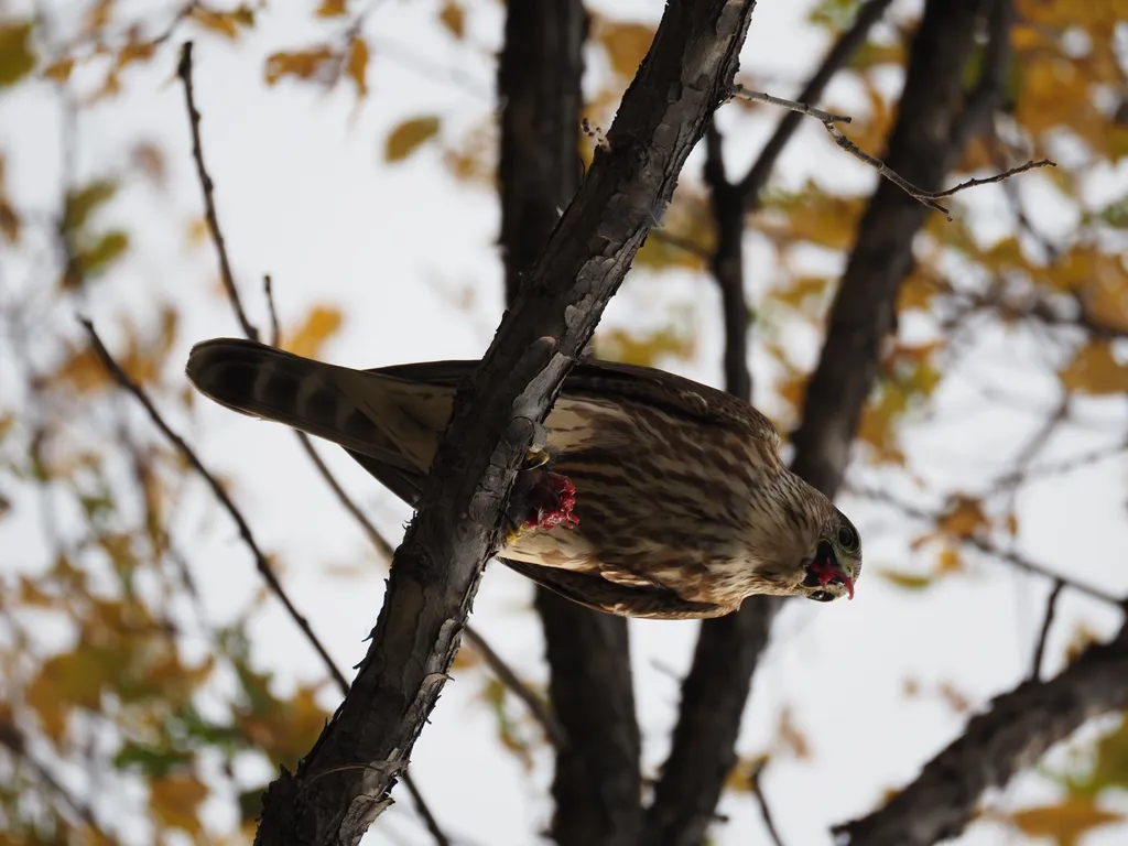 a hawk eating a bird in a tree