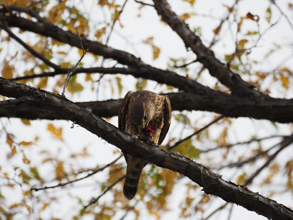 a hawk eating a bird in a tree